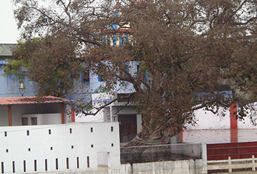 Kadam Tree at Suraj Kund