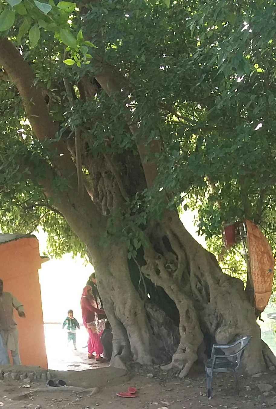Hollow trunk of the Plaksh tree at Markandey Ashram